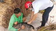 Tay Ninh: Zanotowano osiem ognisk wścieklizny u psów i osiem zgonów ludzi.