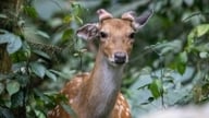 Národní park Cuc Phuong a SVW se připravují na znovuvypuštění 60 kusů jelenů a losů do volné přírody.