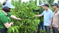 Para petani Ia Grai sedang berganding bahu untuk menghasilkan kopi yang lestari.