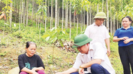 Cao Bang herättää metsätalouden.