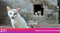 Remova todos os gatos da "ilha dos gatos" no meio do lago do Parque Thong Nhat.