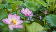 Lotus mevsimi uyandığında
