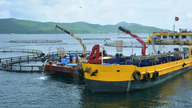 Haverá normas vietnamitas para a piscicultura marinha industrial.
