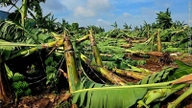 Ploile abundente și vânturile puternice au doborât zeci de hectare de plantații de banane în Dong Nai.