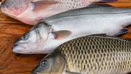 Gota: ¿Qué tipos de pescado se deben consumir para gozar de buena salud?