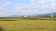 Dien Bien rafforza le informazioni di mercato e sostiene le esportazioni agricole.