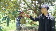 Durian yang memenuhi piawaian eksport tidak akan kehilangan nilai.