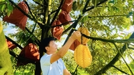 Le durian, à la peau jaune unique, possède une valeur économique élevée.
