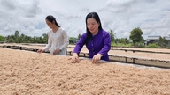 Respecto a Kim Quy B durante la temporada de elaboración de pasta de camarones.
