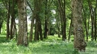 Эта каучуковая плантация, которой уже 120 лет, является старейшей в нашей стране.