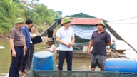 Paras air Sungai Da yang luar biasa rendah telah menyebabkan kematian lebih 73 tan ikan; Komune Thanh Thuy, wilayah Phu Tho, segera menghulurkan bantuan kepada penternak ikan.