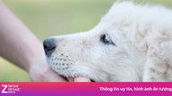Hvis jeg allerede er blevet vaccineret mod rabies, skal jeg så have en boostervaccine, hvis jeg bliver bidt af en hund?