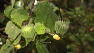 Această plantă sălbatică are proprietăți antiinflamatorii și ajută la dizolvarea pietrelor la rinichi mici.