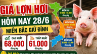 Schweinefleischpreise heute, 28. Juni: Nordvietnam hält den Höchststand bei 68.000 VND/kg