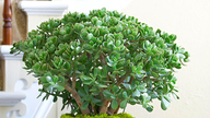 Top 4 houseplants that help purify the air and bring a sense of relaxation.