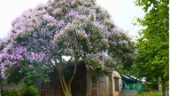 A Dong Nai, una casa di legno è fiancheggiata da alberi di Lagerstroemia indica viola, che attirano i turisti intenti a scattare foto.