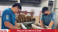 Trồng rừng gắn với chế biến ở Ngọc Trạo