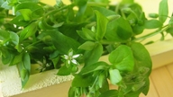 O potencial estético dos vegetais espinha de peixe.