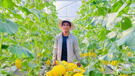 Petani di Gia Lai memperoleh pendapatan yang besar hasil daripada pelaburan dalam penanaman tembikai rumah hijau berteknologi tinggi.