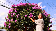 As flores da árvore de crepe-mirto colorem o planalto.