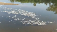 De oorzaak van de massale vissterfte in de rivier de Thac Ma ophelderen.