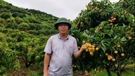 La salute del suolo determina l'aspetto dei frutti di litchi.