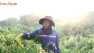 The arduous life of a vegetable picker in the heart of Saigon.