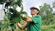 Cây bơ bám rễ trên đất đồi