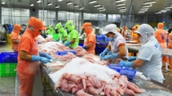 China membelanjakan lebih $1.2 bilion untuk membeli makanan laut Vietnam, adakah perolehan eksport akan mencecah $12 bilion pada tahun 2026?