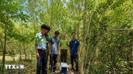 តៃនិញ៖ សត្វពង្រូលជ្វាដ៏កម្រត្រូវបានដោះលែងត្រឡប់ទៅជម្រកធម្មជាតិរបស់វាវិញ។