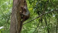 Het zeldzame Javaanse schubdier terugzetten in zijn natuurlijke leefomgeving.