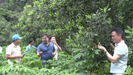 পাহাড়ের ঢালে এই বিরল গাছটি রোপণ করে ঝুঁকি নেওয়ার পর, কাও বাং কম্যুনের কৃষকেরা এখন এই ‘রানি’ ফলের গুচ্ছ দেখে বিস্মিত।