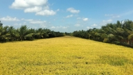 La provincia de Vinh Long planea invertir más de 4.700 millones de VND para crear un mapa de las tierras destinadas específicamente al cultivo de arroz.