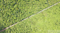 [Immagine] Costruzione di una strada sopraelevata attraverso la foresta di Ma Da.