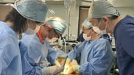 Jepang akan segera memulai uji coba transplantasi ginjal babi untuk manusia pada tahun 2028, membuka harapan baru bagi pasien gagal ginjal.