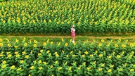 ローズガーデンの映画セットは、色とりどりの花々で華やかに彩られている。