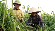 Ao plantar capim uma única vez e vendê-lo para empresas durante todo o ano, os agricultores da província de Ha Tinh ganham facilmente centenas de milhões de dongs.