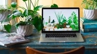Å velge riktig feng shui-plante til skrivebordet ditt i Geitens år vil bringe rikdom og velstand i 2026.