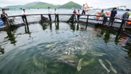 Foaie de parcurs pentru asigurarea bunăstării acvaculturii în Vietnam