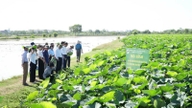 Fermierii din Hanoi cultivă orez cu emisii reduse, crescând profiturile cu 50%; cultivarea lotusului aduce un profit de 40-80 de milioane de VND/hectar.