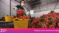 Vietnam vydělává prodejem liči do zahraničí přes 16 milionů dolarů.
