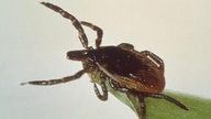 Para pejabat kesehatan AS memperingatkan bahwa virus langka yang berasal dari gigitan kutu dapat menyebabkan kerusakan otak.