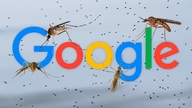 Google vil sætte 32 millioner "teknologisk konstruerede" myg tilbage i skoven: Hvad er målet?