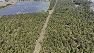 Provincia Quang Ngai implementează un inventar forestier pentru perioada 2026-2027.