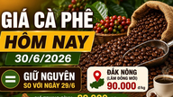 Precios del café hoy, 30 de junio: La marca de 90.000 VND/kg se mantiene intacta.