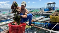 Wad Xuan Dai memanfaatkan kelebihan pesisirnya.