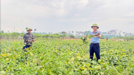 Ekimden hasada kadar 75 gün süren bu ürün, Hai Phong'un verimsiz topraklarında yeni bir gelir kaynağı haline geliyor.