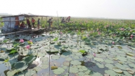 Growing lotus on low-yield agricultural land can generate an income of 100-150 million VND/ha.