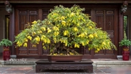 Üç mütevazı süs bitkisi, paha biçilmez bonsai ağaçlarına dönüştürülerek eve yerleştirildiğinde, refah ve bol bereket getirir.