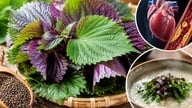 Viele Menschen essen schon seit Jahren Perillablätter, aber nicht jeder kennt diese Vorteile.